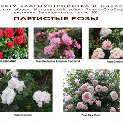 Ландшафтный дизайн розария - плетистые розы